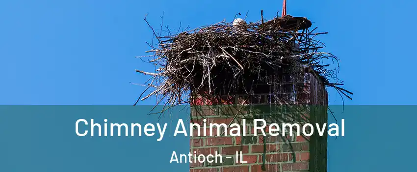 Chimney Animal Removal Antioch - IL
