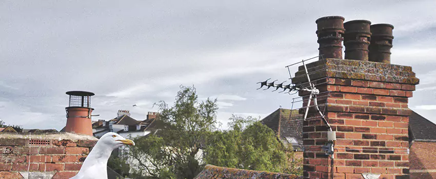 Chimney Cleaning And Restoration in Antioch, Illinois
